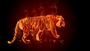 Fire on tiger